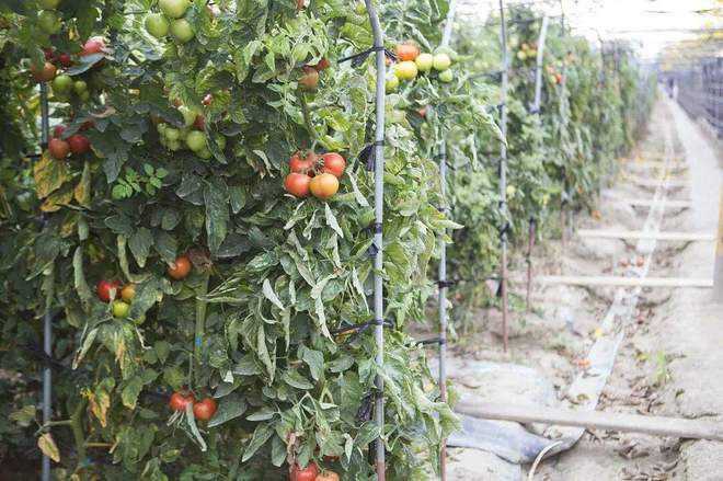 后是番茄“全产业链”的胜利麻将胡了番茄风味爆火的背(图7)