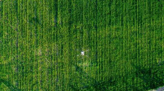 后是番茄“全产业链”的胜利麻将胡了番茄风味爆火的背(图4)