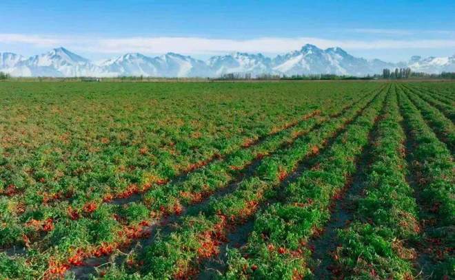 后是番茄“全产业链”的胜利麻将胡了番茄风味爆火的背(图12)