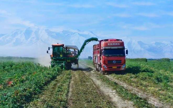 后是番茄“全产业链”的胜利麻将胡了番茄风味爆火的背(图6)